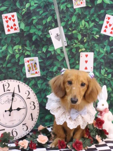 20250427レオくん